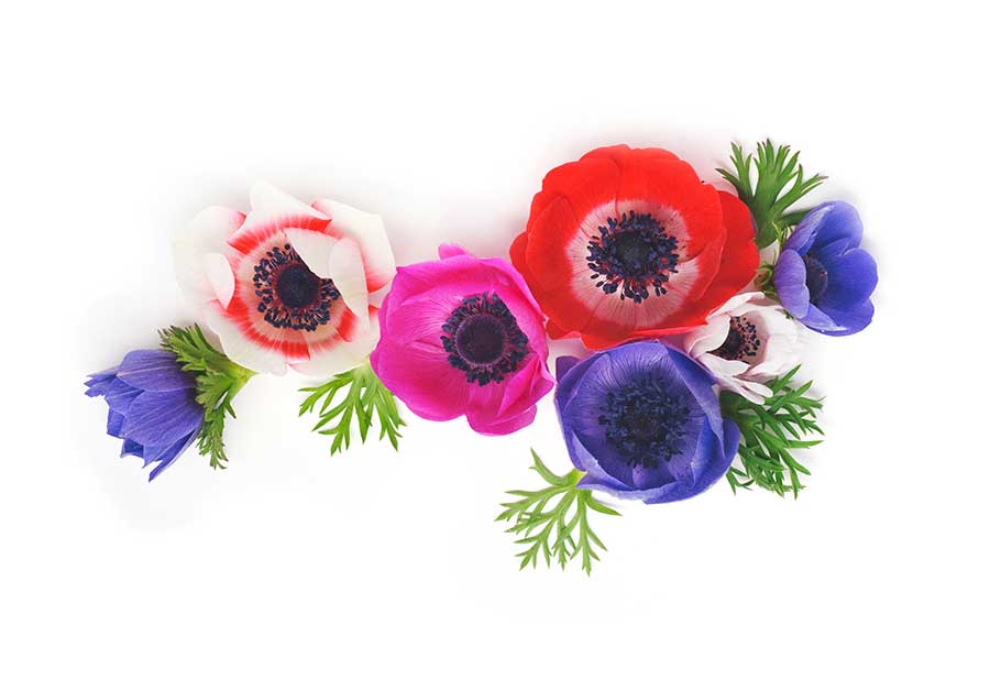 Anemone
