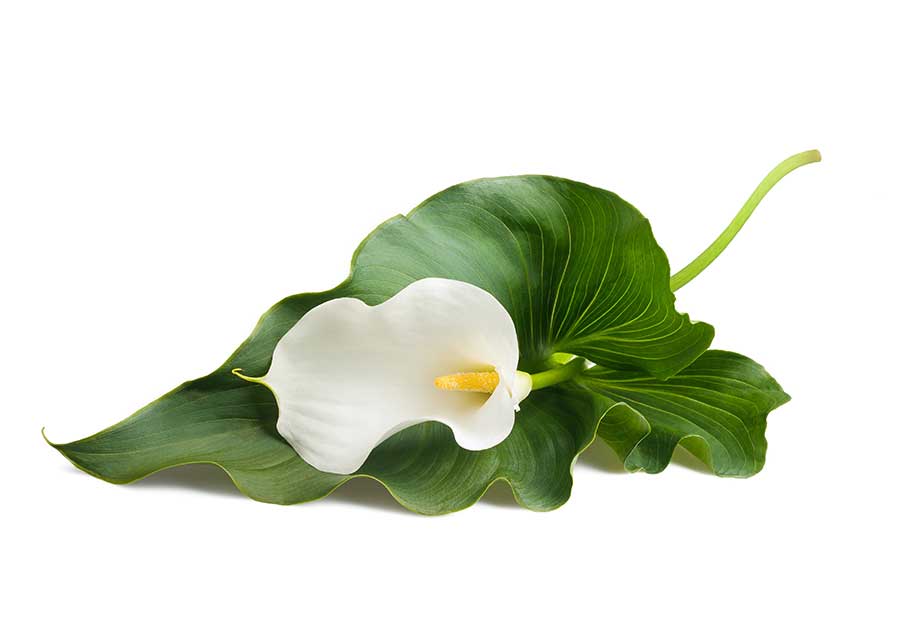 Calla